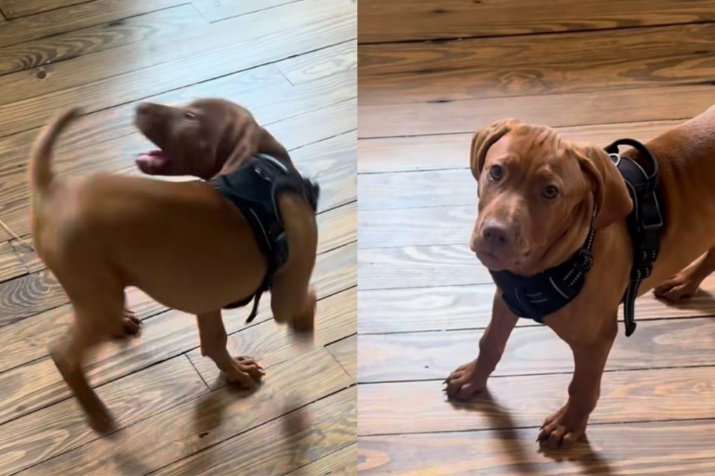 Vizsla dog video