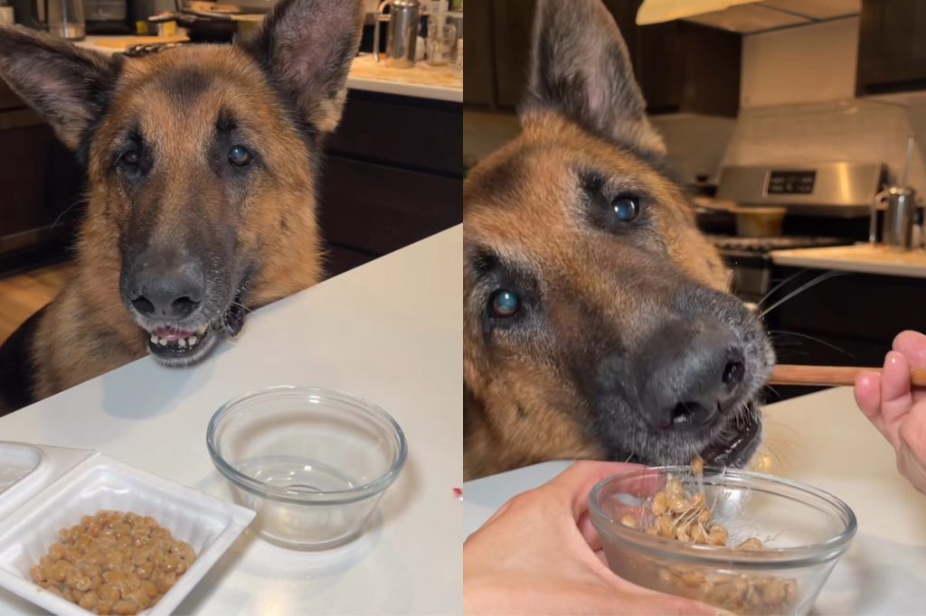 senior dog trying natto