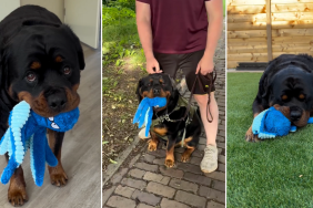 Rottweiler plushie video
