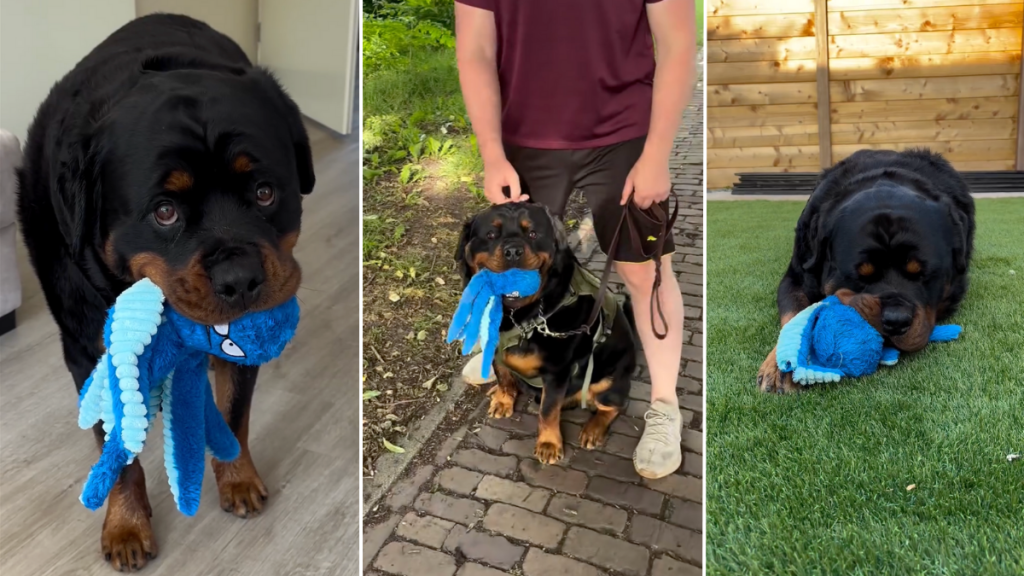 Rottweiler plushie video