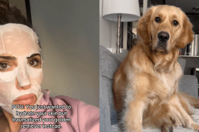 Golden Retriever sheet mask video