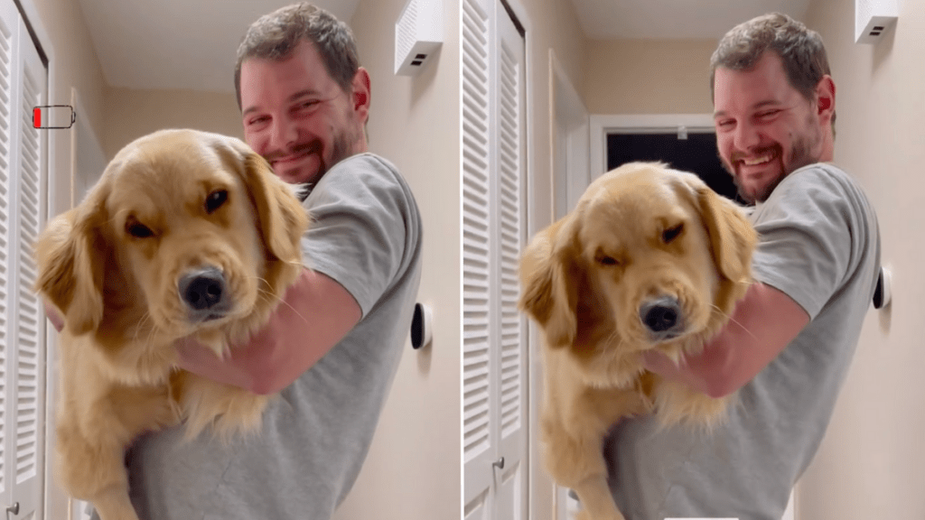 Golden Retriever tired video