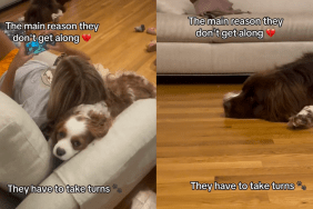 dog snuggle video