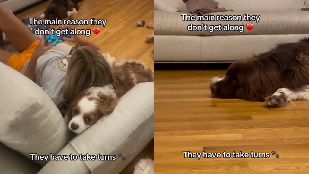 dog snuggle video