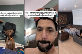 puppy new home dogs video