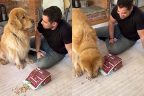 dog owner knock over treats