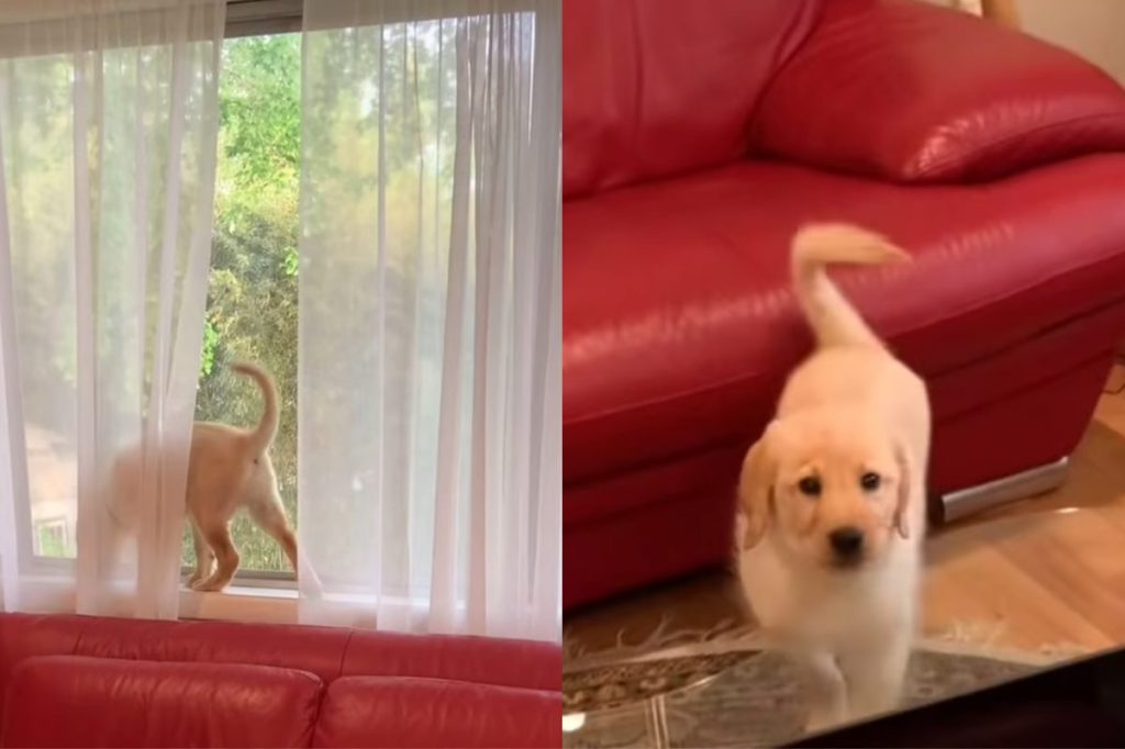 Video: Rescue Puppy Thinks He’s a Cat & Does Something That Leaves Owner Shocked