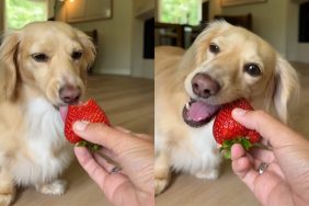 mini dachshund mid-day snack