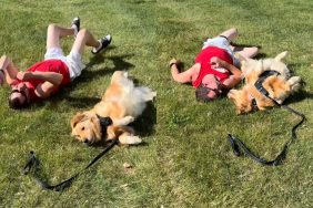 Golden Retriever grass video