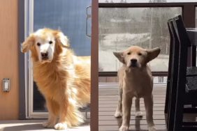 Video: Golden Retriever Puppy Has Floppy Ears Like Late Dog