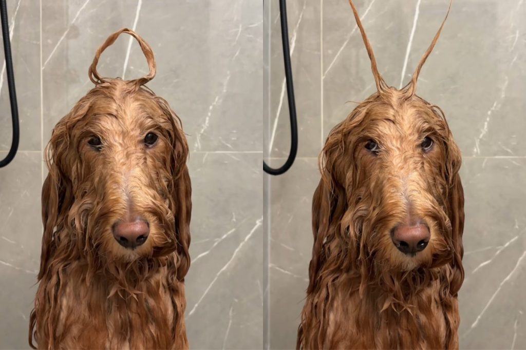 Golden Doodle bath time video