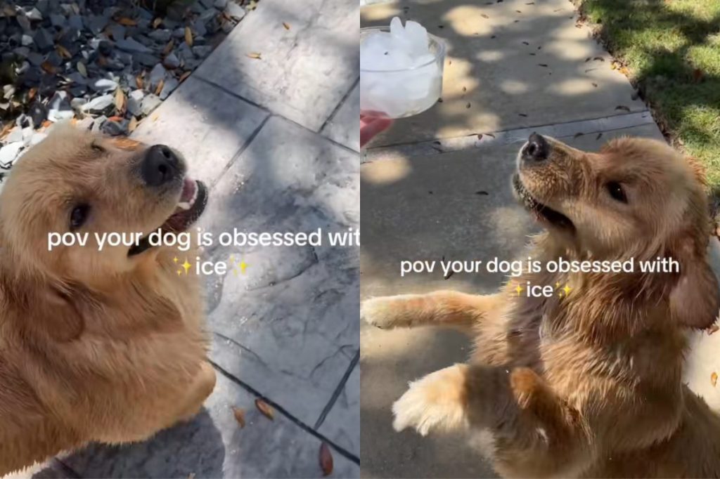 Golden Retriever puppy ice video