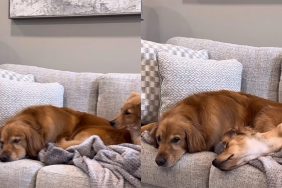 dog dream noises video