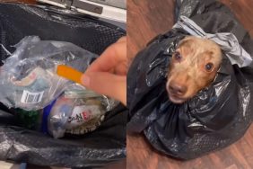 dog recycle video