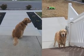 dog friendship video