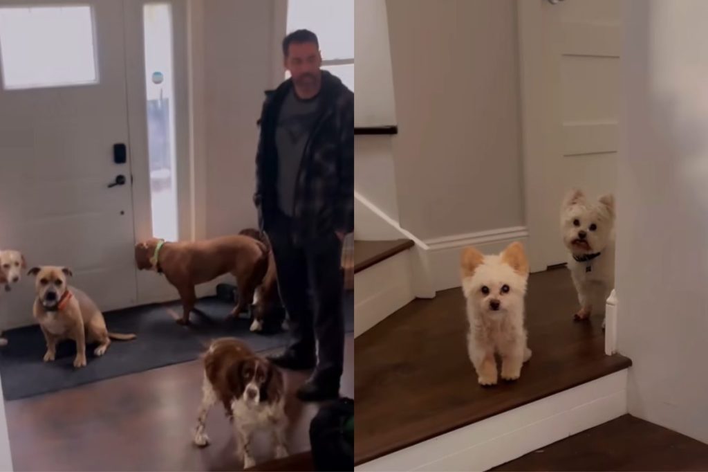 dog spare human video