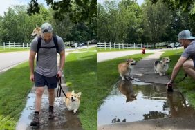 Corgi walk video
