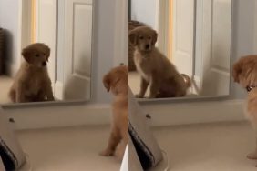 puppy mirror video