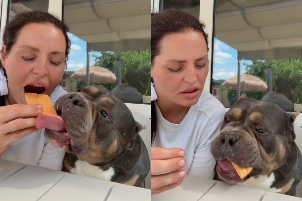 American Bully trying chocolate video