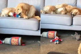 dog toy couch video