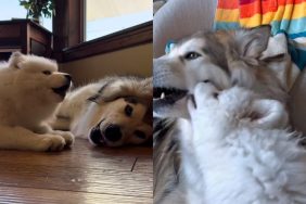 pack dog friend video