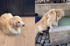 Golden Retriever Corgi video