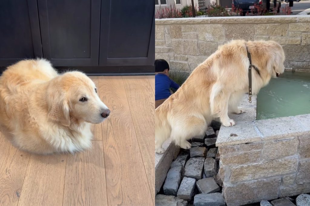 Golden Retriever Corgi video