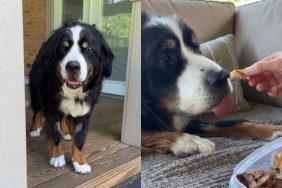 hospice dog bucket list video