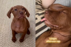 Vizsla puppy video