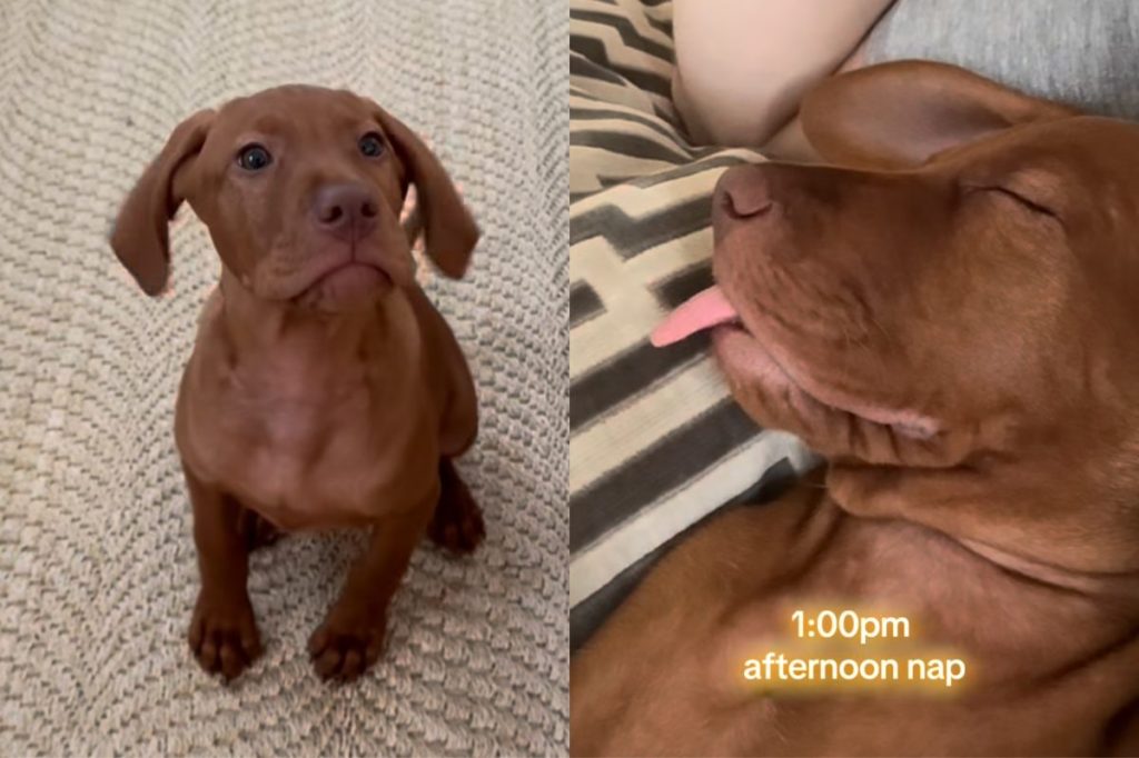 Vizsla puppy video