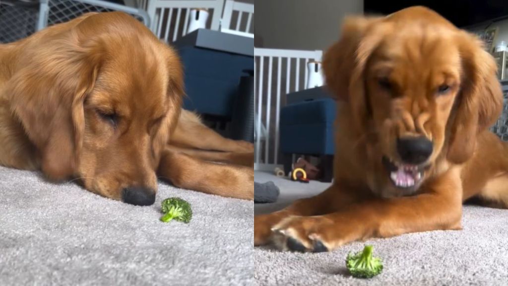 Golden Retriever Puppy’s Fight With Broccoli Makes for a Funny Video
