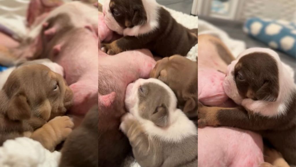 Video Documents Dog Mom’s Puppy Feeding Schedule & It’s the Cutest Thing Ever
