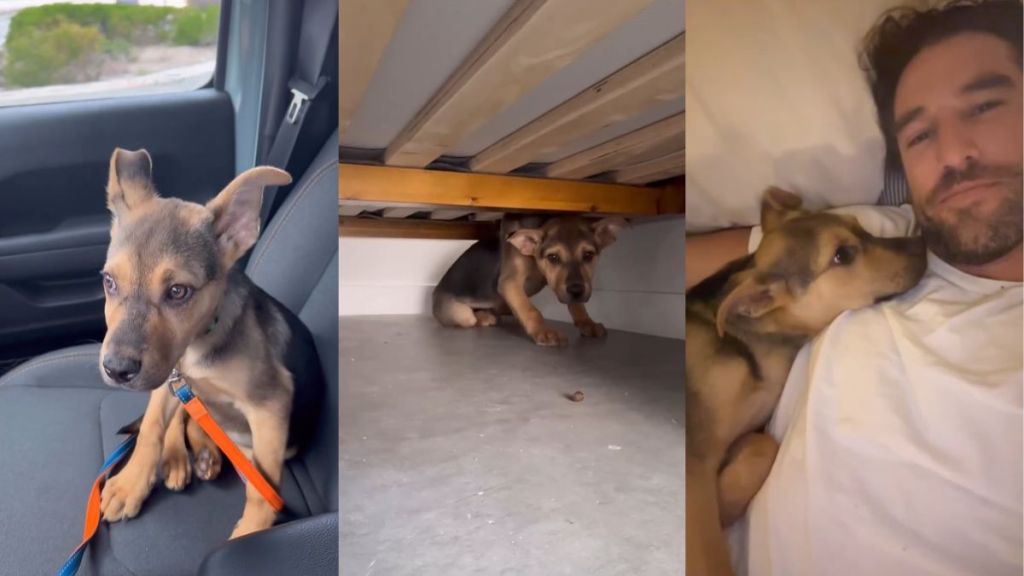 Owner Reveals Video of Day 1 With Rescue Dog & It's Everything