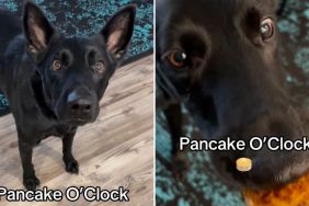 dog pancake video
