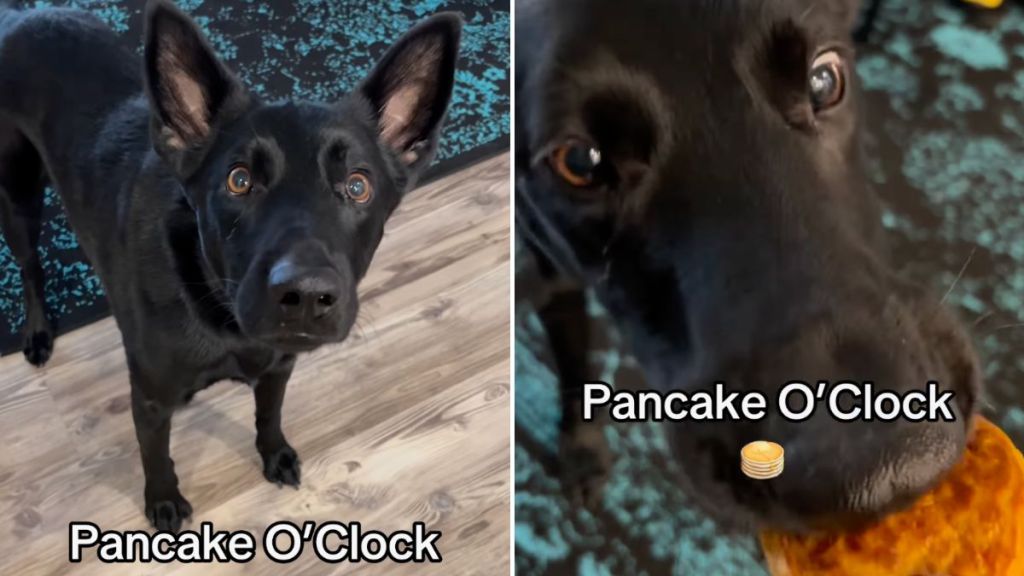 dog pancake video