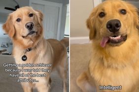 Golden Retriever dog video