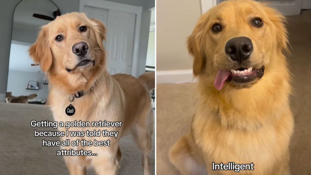 Golden Retriever dog video