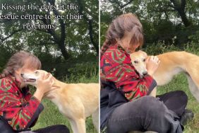 rescue dog kisses video