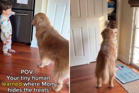 dog baby treat video