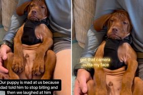 Video: Puppy Shows His ‘I’m So Mad’ Face When People Laughed at Him