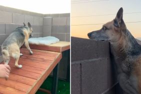 senior dog ramp video