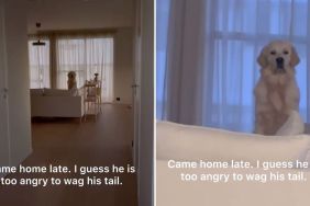 dog owner home video