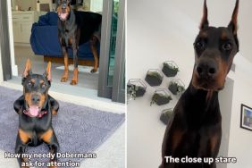 dogs attention video