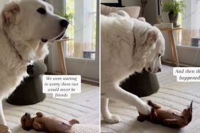 dogs first play time video