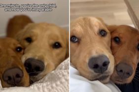 Golden Retriever siblings video