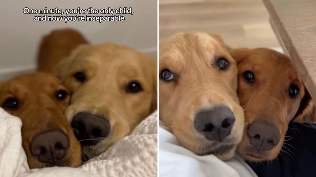 Golden Retriever siblings video