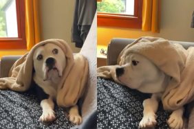 dog favorite parent video