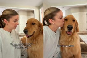 Golden Retriever milestone video