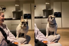 dog owner duet video