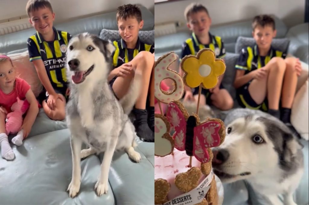 Husky birthday TikTok video